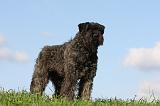 BOUVIER DES FLANDRES 338